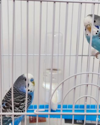 Cocorita coppia Maschio Femmina e gabbia completa