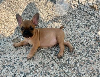 Cuccioli di bulldog francese Red pedigree enci