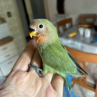 Pappagalli allevato a mano