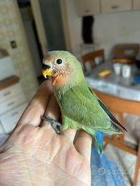 Pappagalli allevato a mano