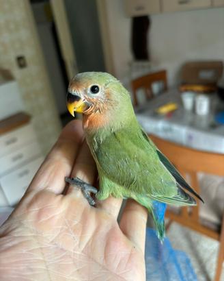 Pappagalli allevato a mano
