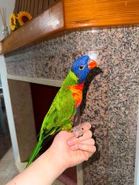 Lory arcobaleno allevato a mano