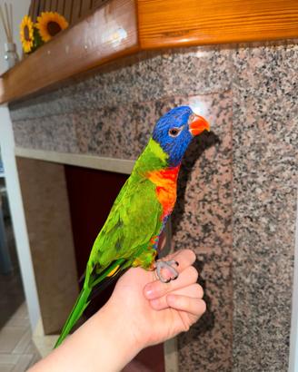 Lory arcobaleno allevato a mano