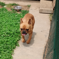 Bulldog francese