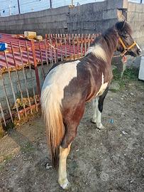Pony