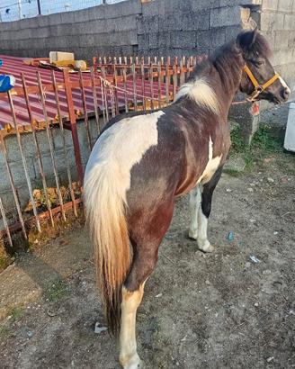 Pony