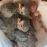 Inseparabili allevati a mano