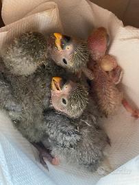 Inseparabili allevati a mano