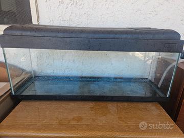 acquario pesci