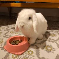 Coniglietta mini lop