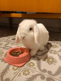 Coniglietta mini lop