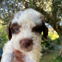 Vendiamo cuccioli di lagotto romagnolo