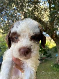 Vendiamo cuccioli di lagotto romagnolo
