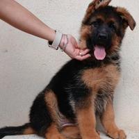 Pastore tedesco cucciola