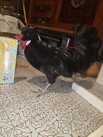 Due galli di razza Polverara