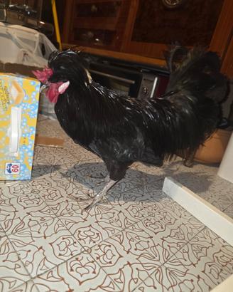 Due galli di razza Polverara