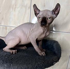 Cuccioli di Canadian Sphynx
