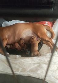 Pincher nati il 27 agosto