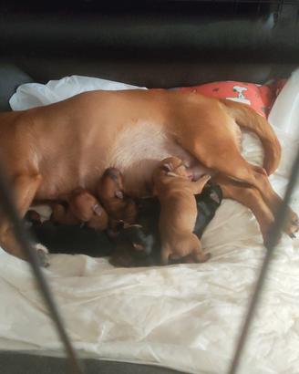 Pincher nati il 27 agosto
