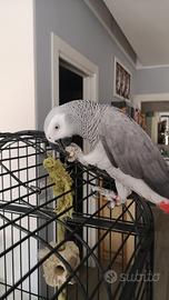 Pappagallo cenerino allevato a mano