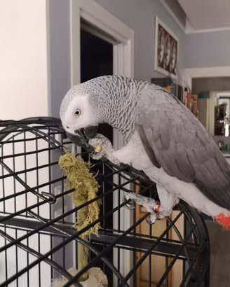Pappagallo cenerino allevato a mano