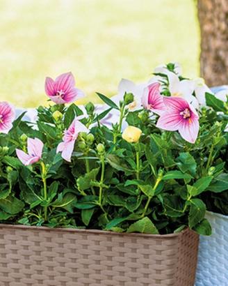 Set 11 Vasi - Balconette Stefanplast 50cm