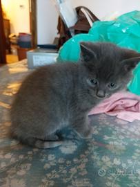 Cuccioli Gatto Certosino