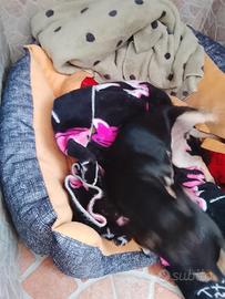Chihuahua