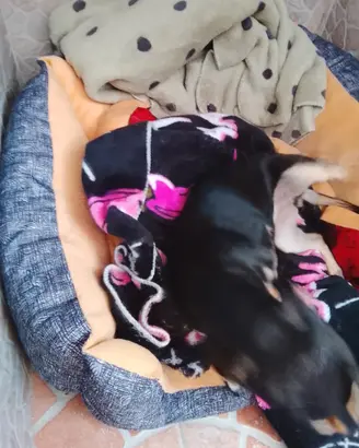 Chihuahua
