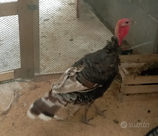 Tacchini ermellinati