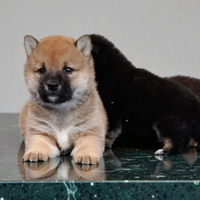 Shiba inu