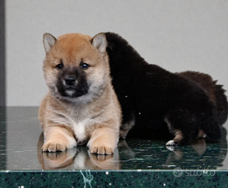 Shiba inu