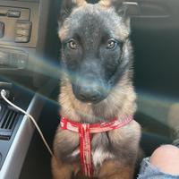 Malinois femmina 4 mesi