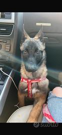 Malinois femmina 4 mesi