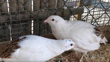 Quaglie Jumbo Bianche