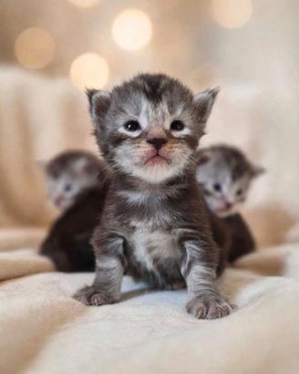 Cuccioli maine coon con pedigree anfi