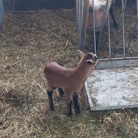 Agnelli pecora del camerun