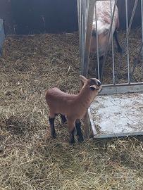 Agnelli pecora del camerun