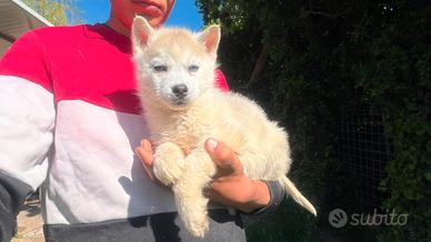 Siberian Husky con Pedigree Enci