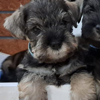 Zwergschnauzer pepe sale, schnauzer nano pepe sale