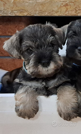 Zwergschnauzer pepe sale, schnauzer nano pepe sale