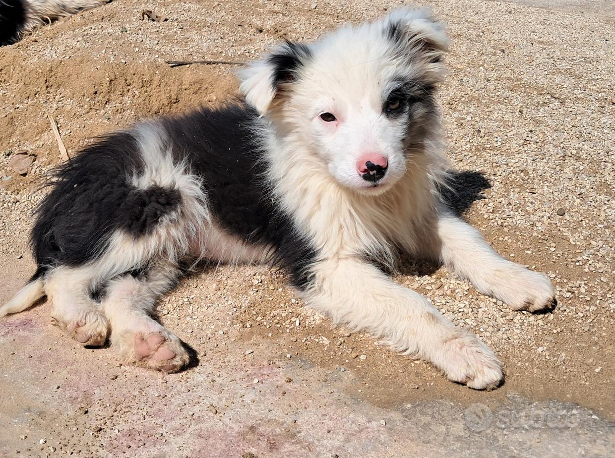 Cuccioli di Border Collie in Italia