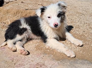 Cuccioli border collie