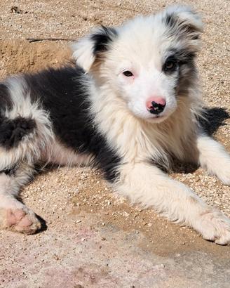 Cuccioli border collie