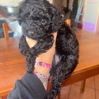 Cuccioli barboncino toy