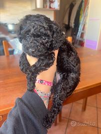 Cuccioli barboncino toy