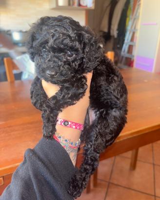 Cuccioli barboncino toy