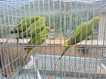 Parrocchetti dal collare