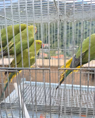 Parrocchetti dal collare