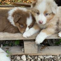 Cuccioli australian shepherd pastore australiano